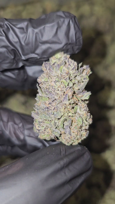White Runtz | Top Shelf | Flower | On Sale