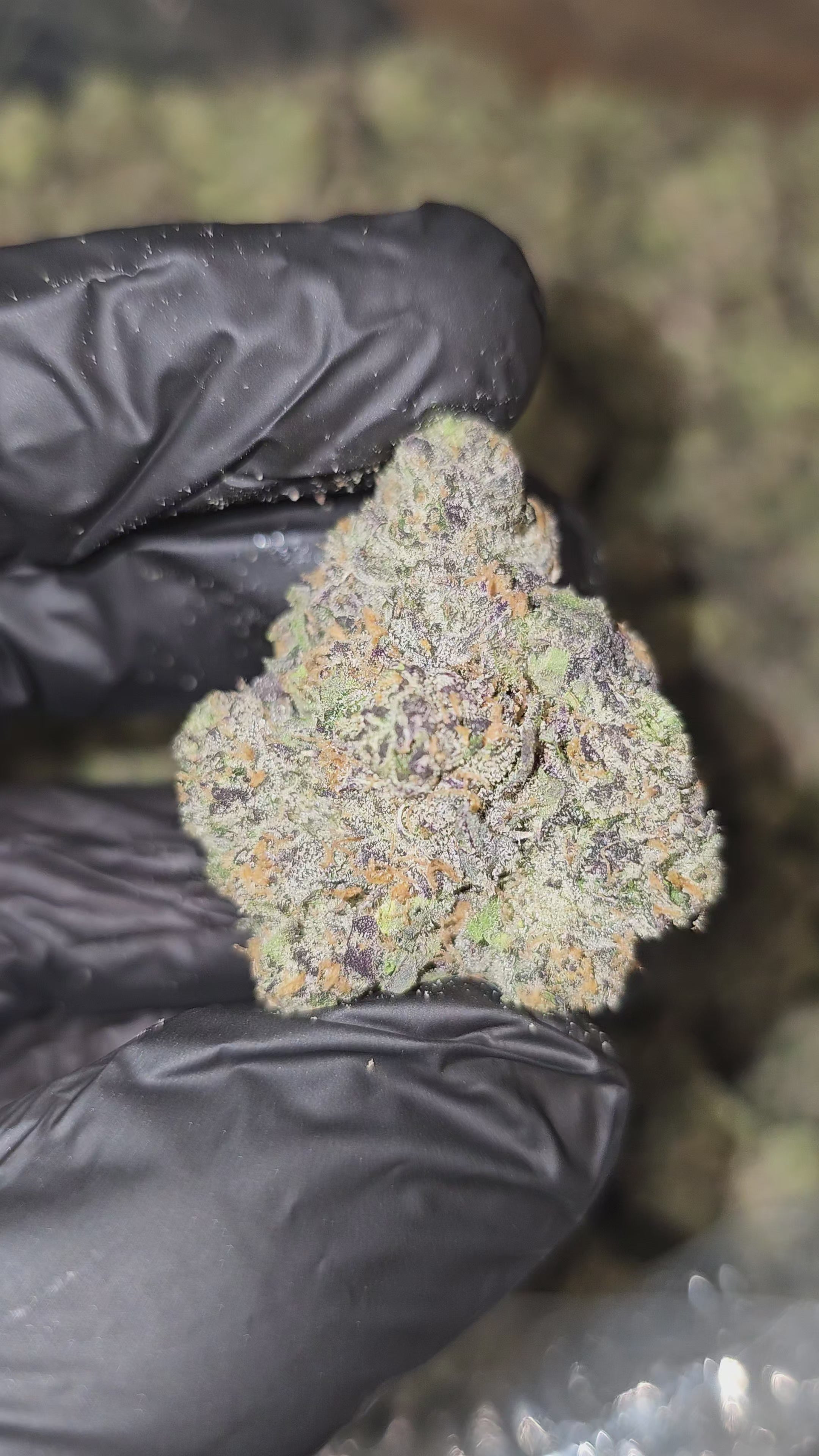 Purple Chem | First Cut Exotics | Flower