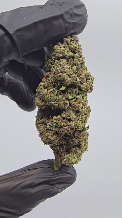 Jealousy | Boutique Tier | Flower