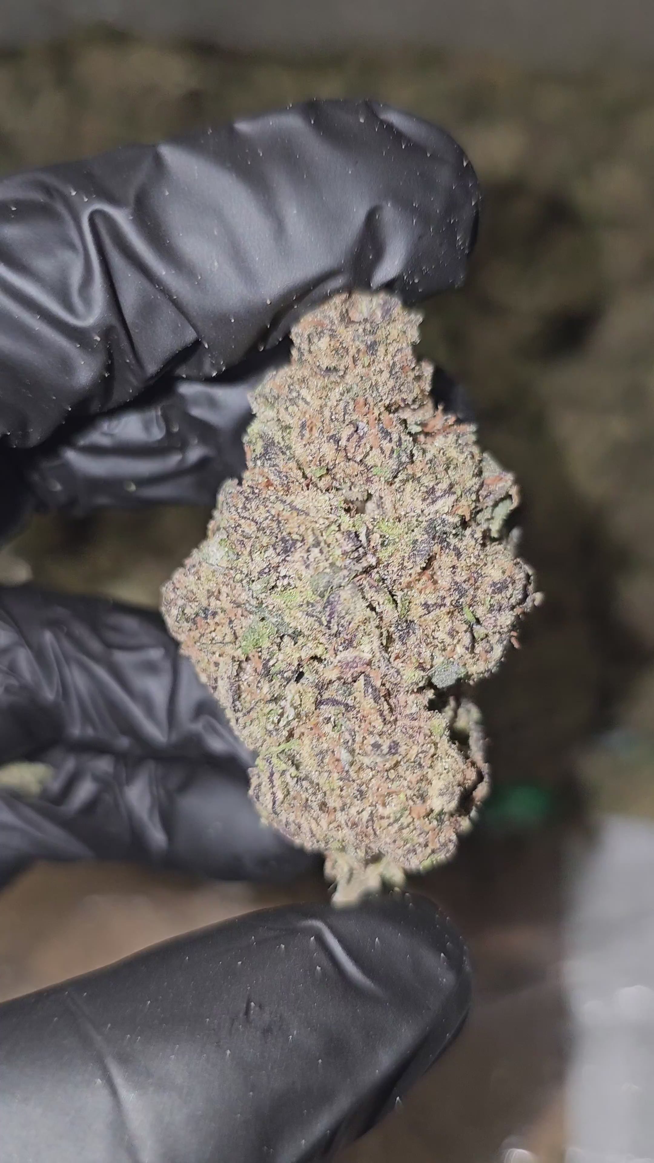 Grape Gushers | Top Shelf | 31% | Flower