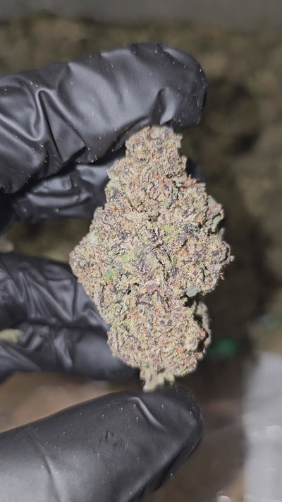 Grape Gushers | Top Shelf | 31% | Flower