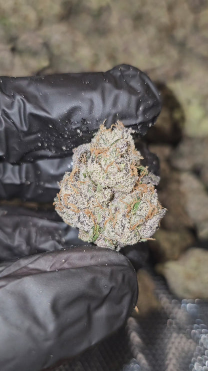 Gelato 47 | First Cut Exclusive | Flower | ON SALE