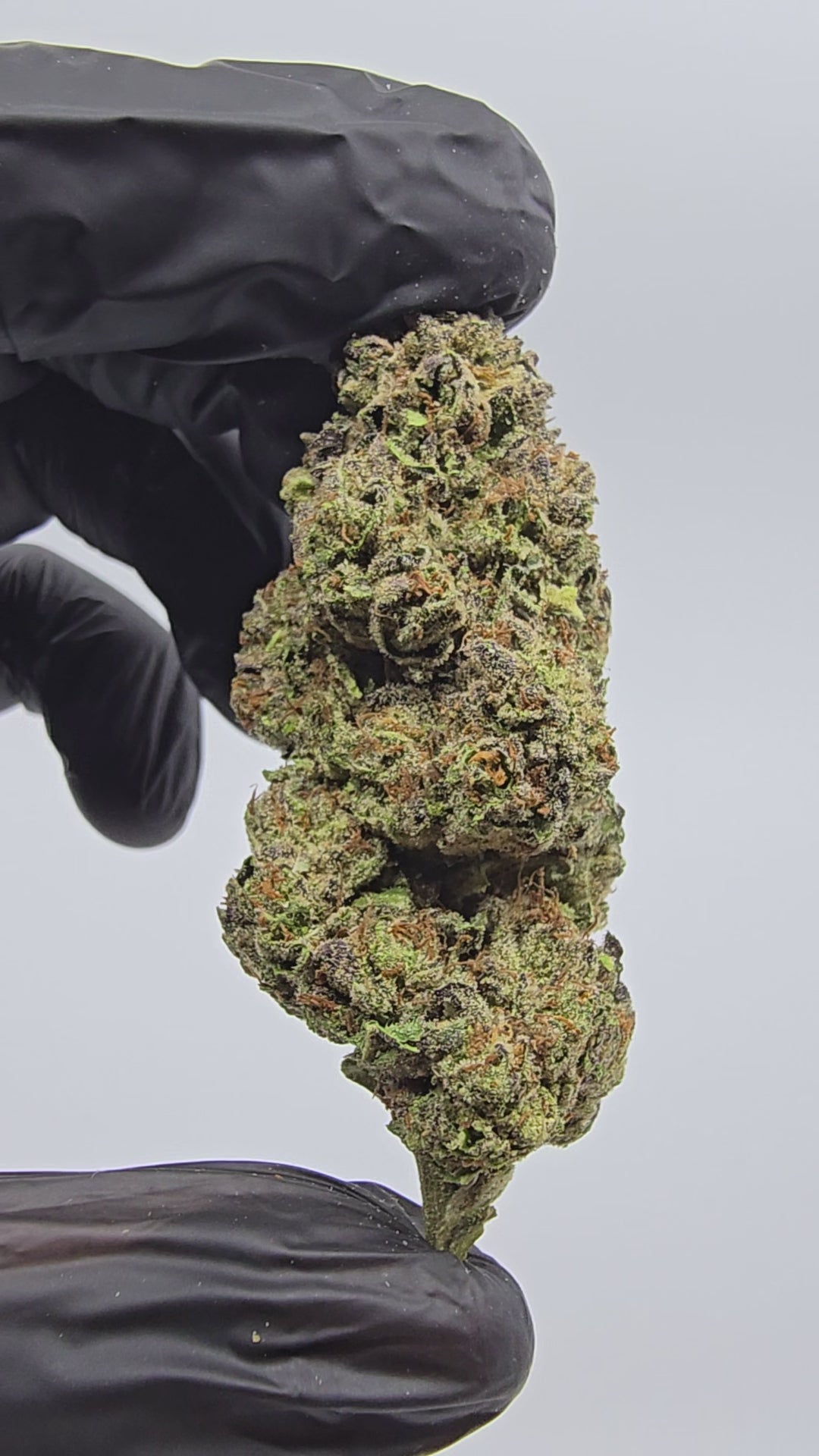 Load video: Jealousy | Boutique Tier | Flower