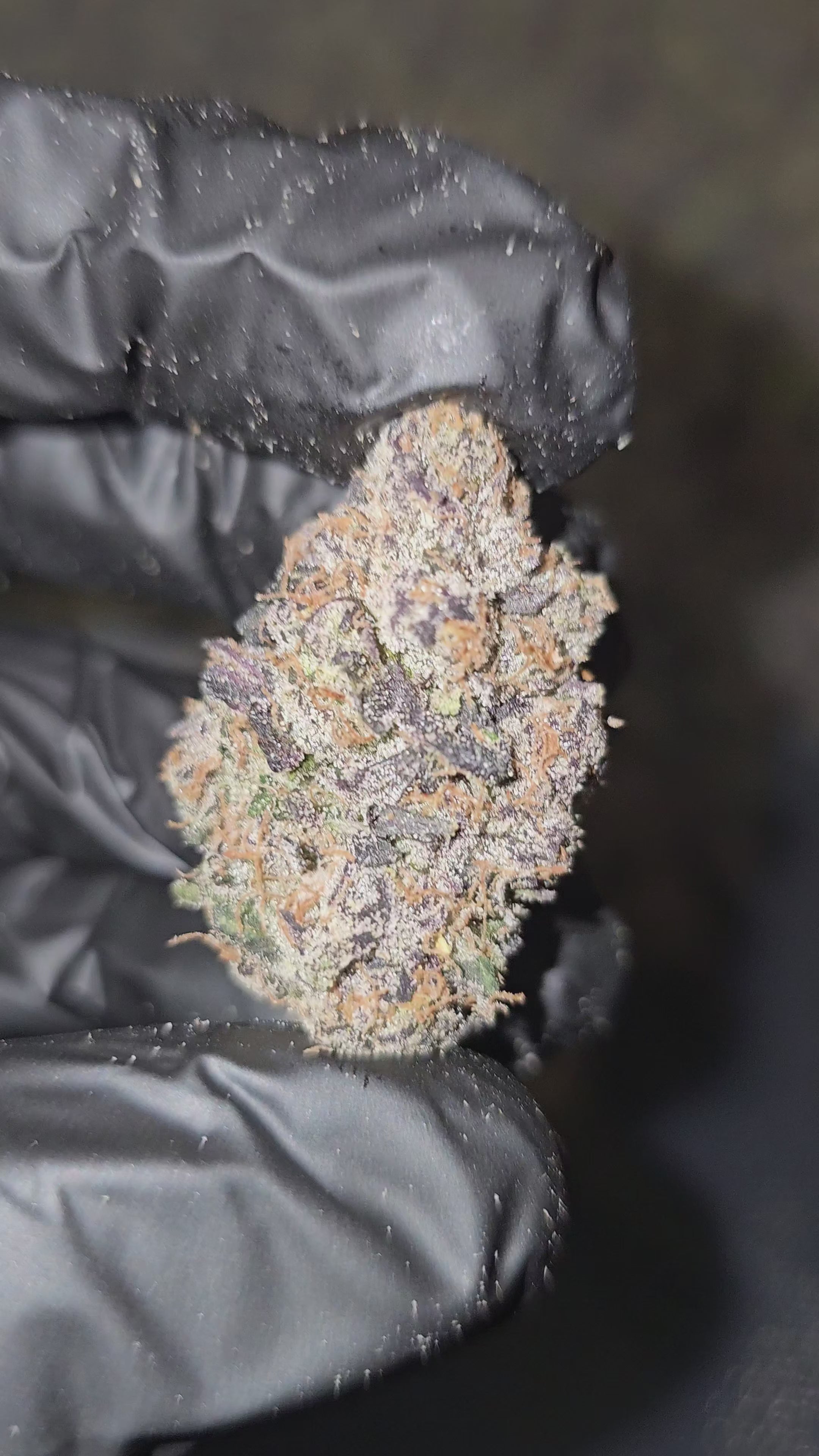 Load video: Lollipop | First Cut Exotics | Flower