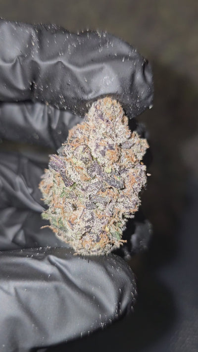 Lollipop | First Cut Exotics | Flower