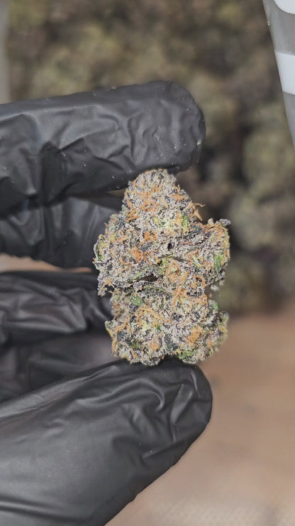 Diesel's Sherb | (Sunset Sherbet x Sour Diesel) | First Cut Exclusive | Flower | ON SALE