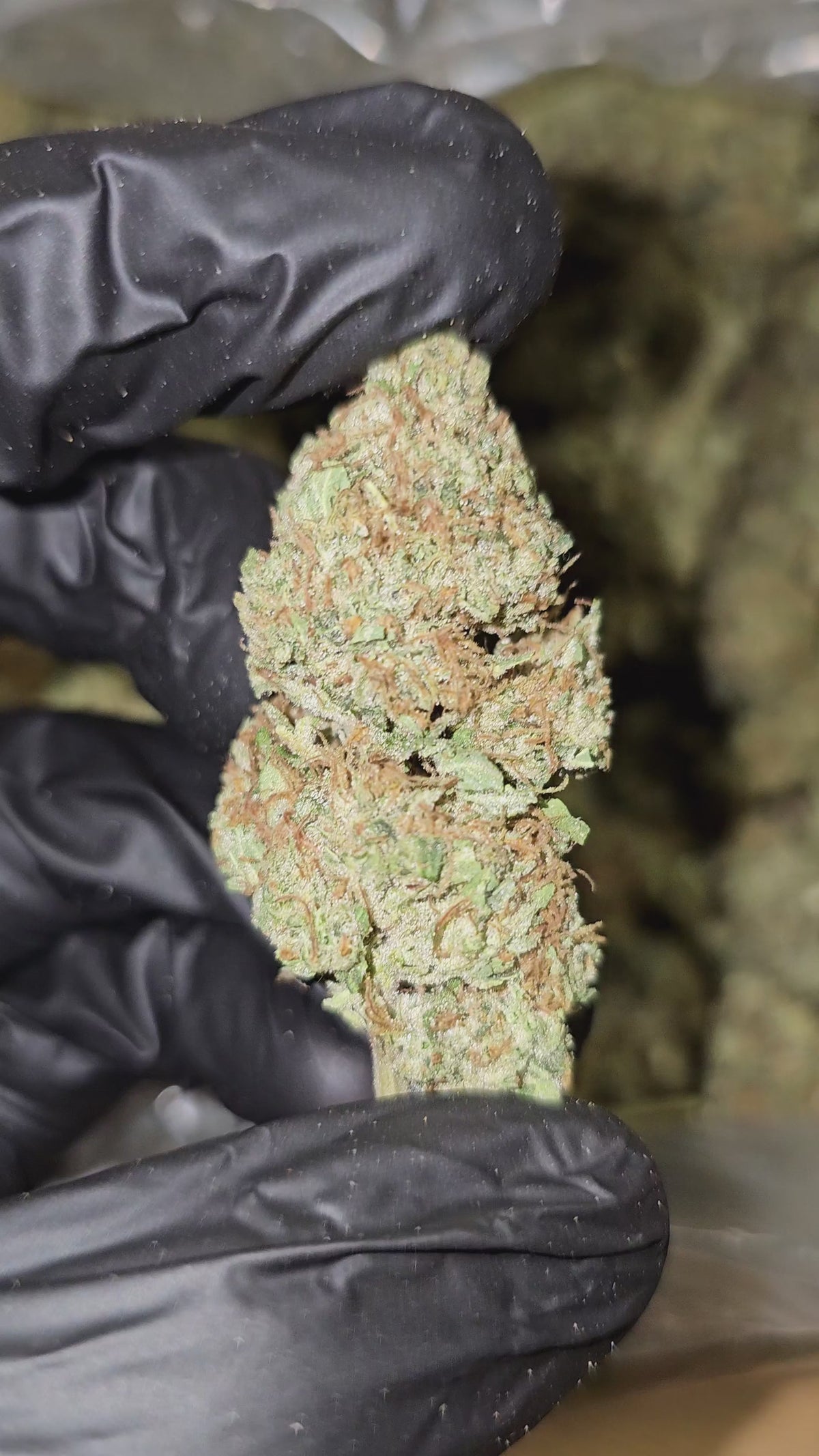 Red Congo | Top Shelf Flower | On Sale