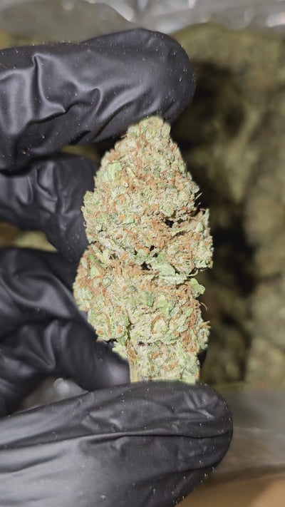 Red Congo | Top Shelf Flower | On Sale
