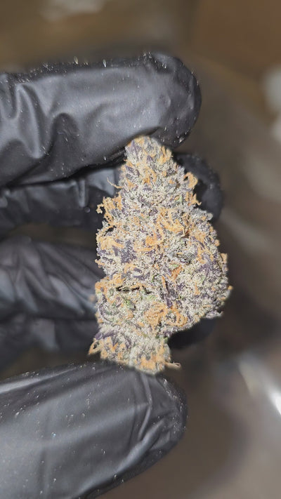 Black Onion | First Cut Exotics | Flower