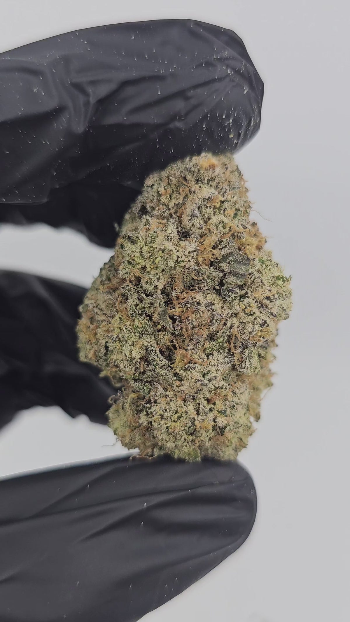 Alien Rock Candy | Boutique Exotics | Flower