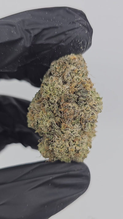 Alien Rock Candy | Boutique Exotics | Flower