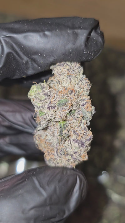 Peanut Butter Acai | Boutique Exotics | Flower | ON SALE