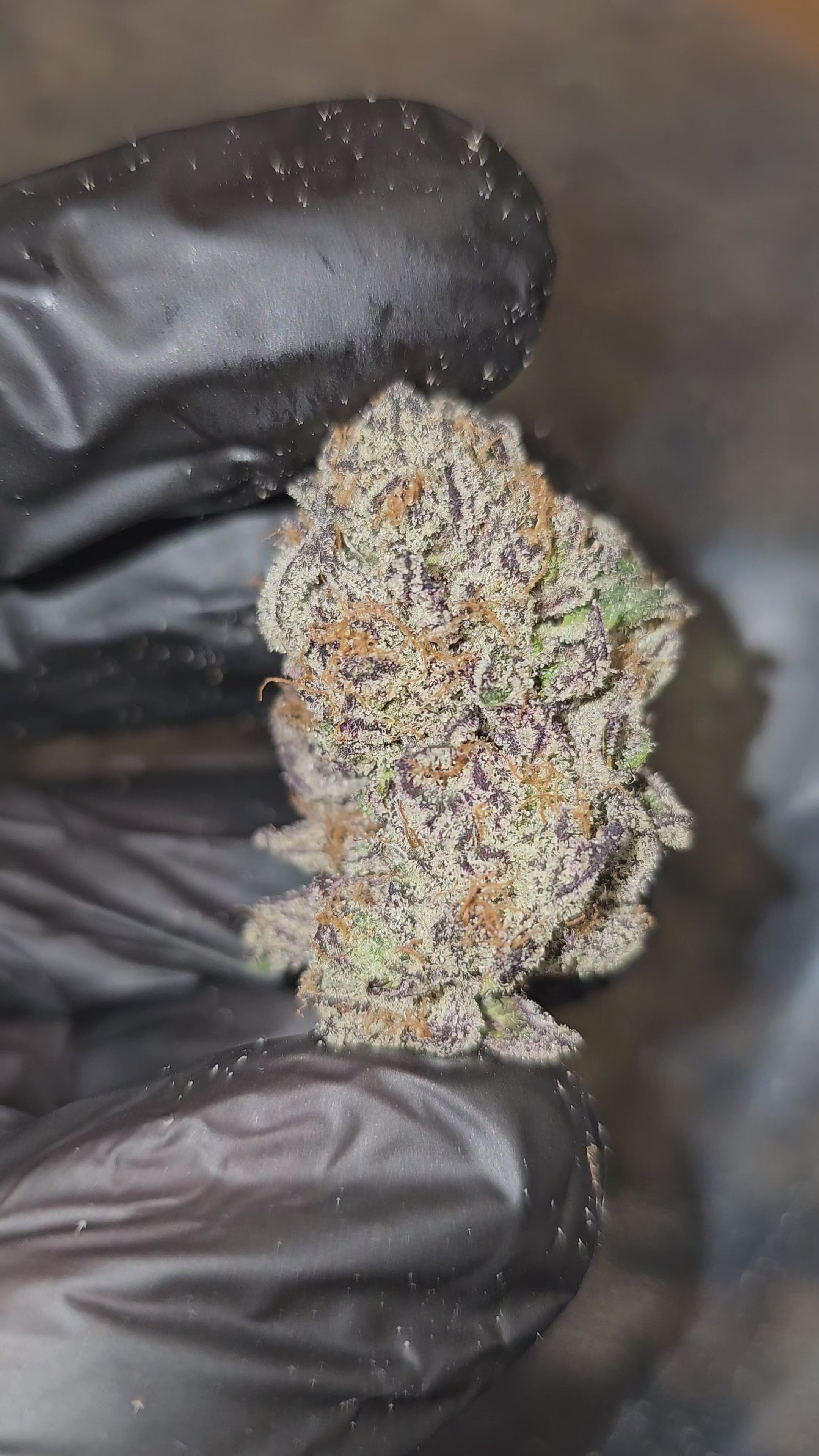 Ice Cream Runtz | First Cut Exotics | Flower