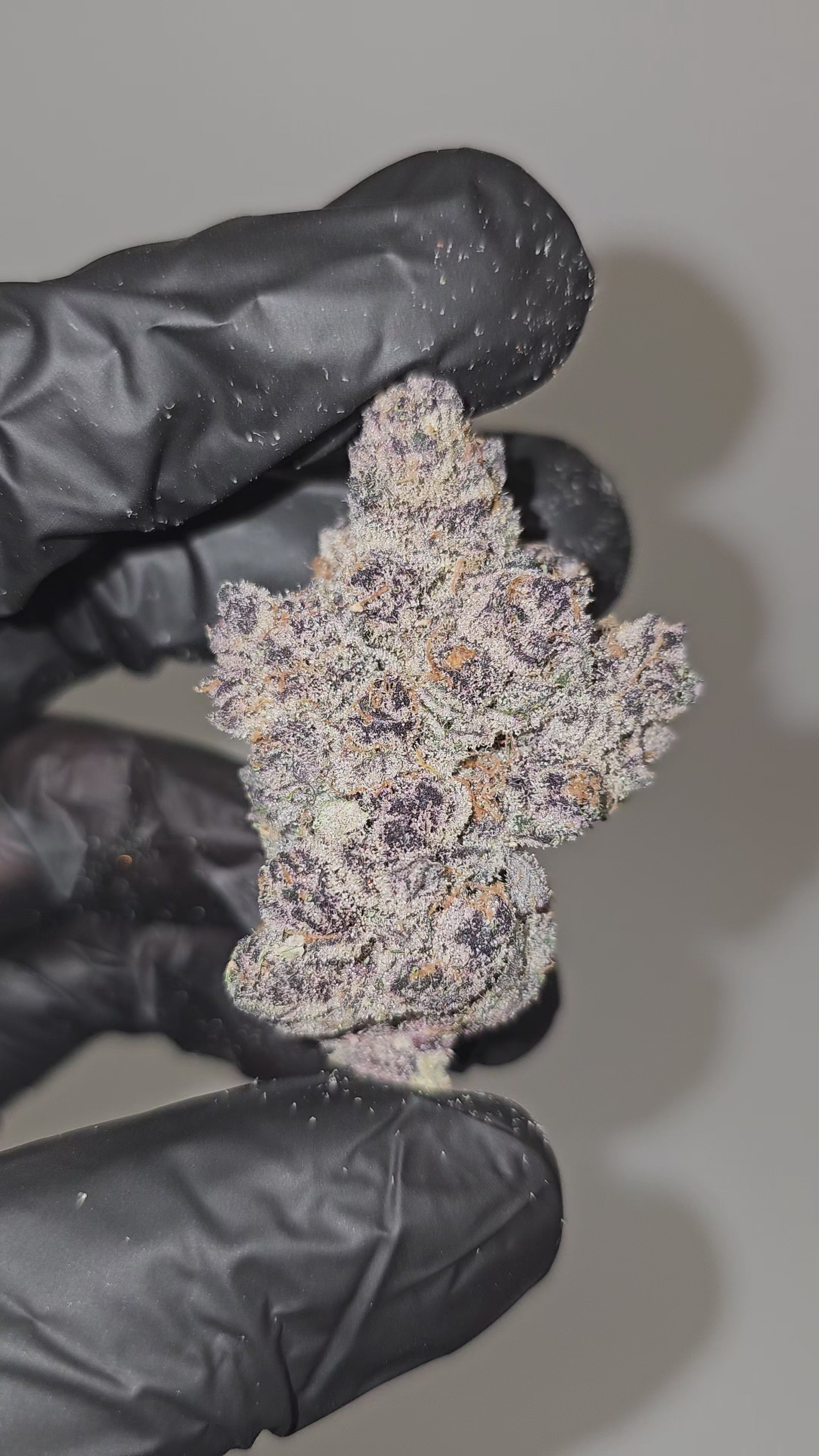 Load video: LemonBerry Cherries | 3.5g Cali Pack | First Cut Exotics | Flower