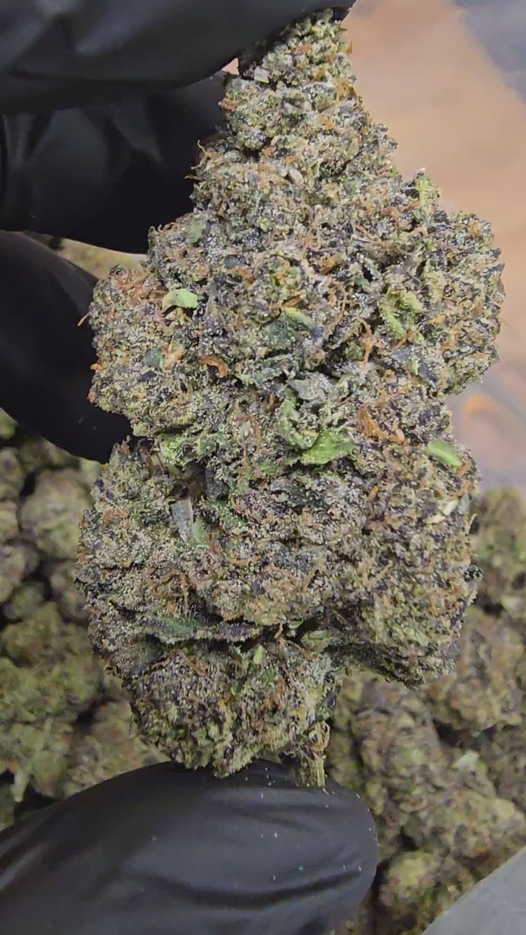 Load video: Pacific Drizzle | Boutique Tier | Flower