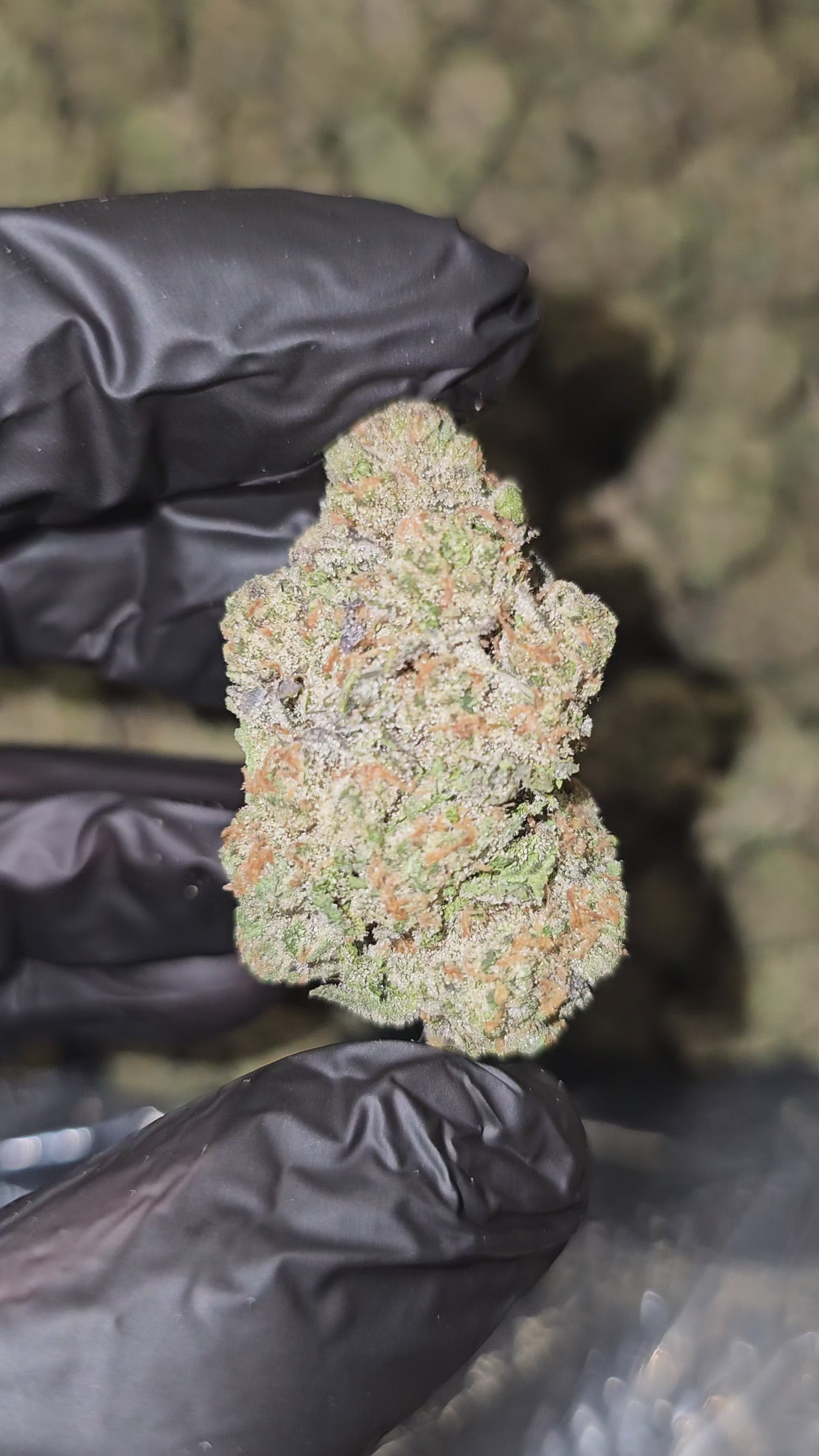 Load video: 24K Gold | Top Shelf | Flower