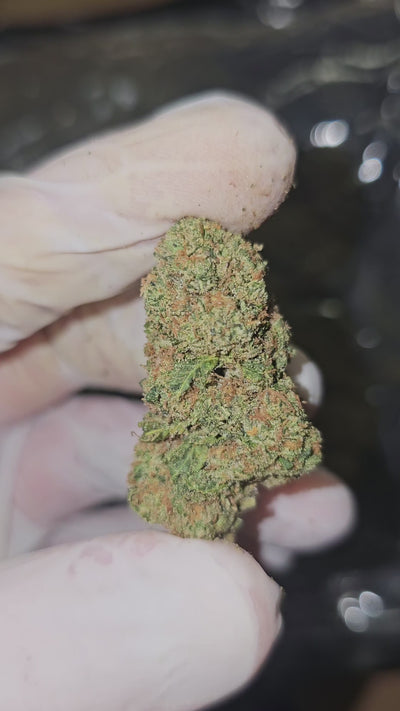 Animal Tsunami | Top Shelf Flower