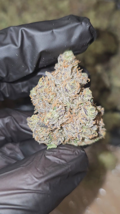 LA Cookies | First Cut Exotics | Flower