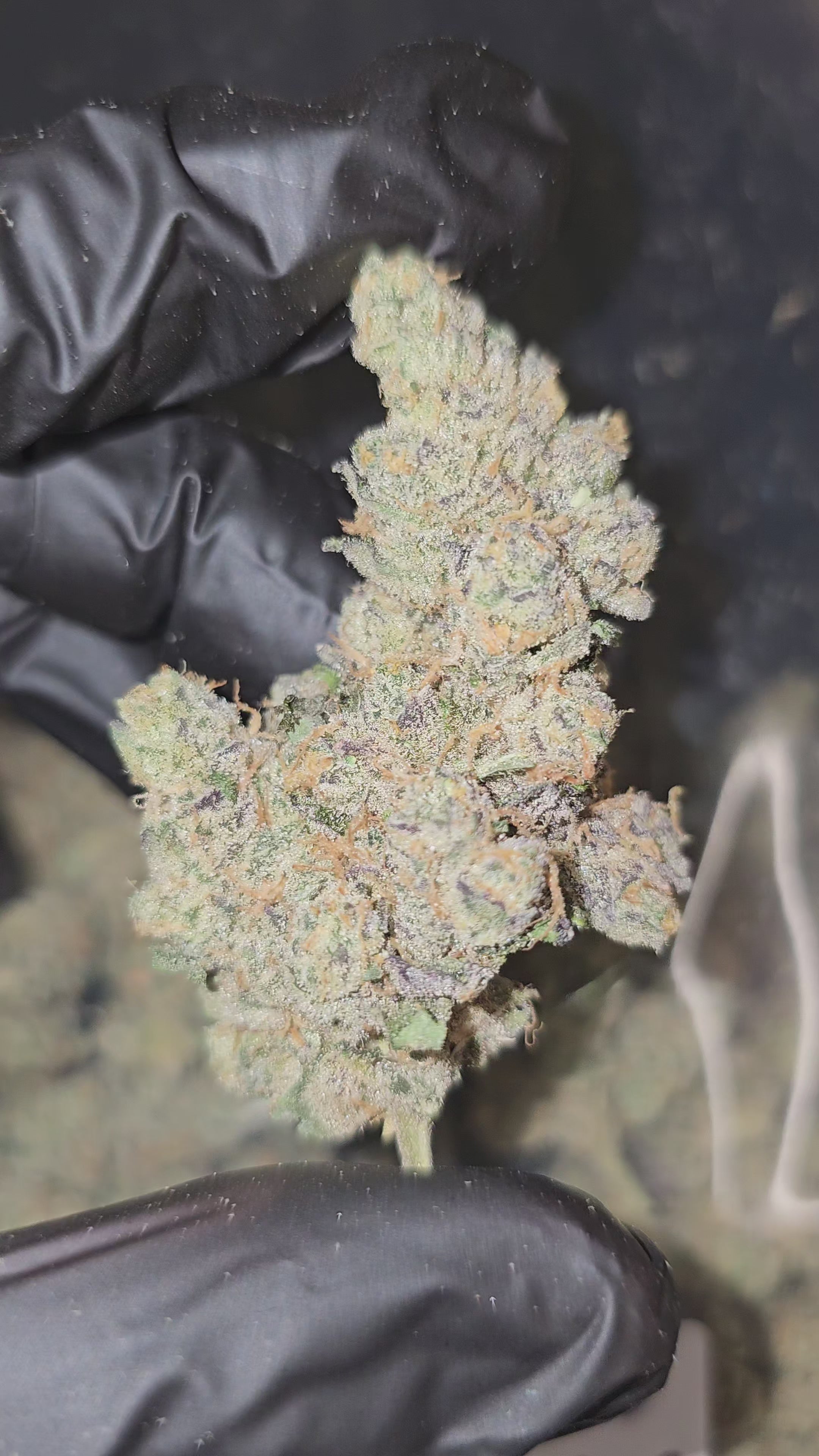 Load video: Scented Marker | First Cut Exotics | Flower