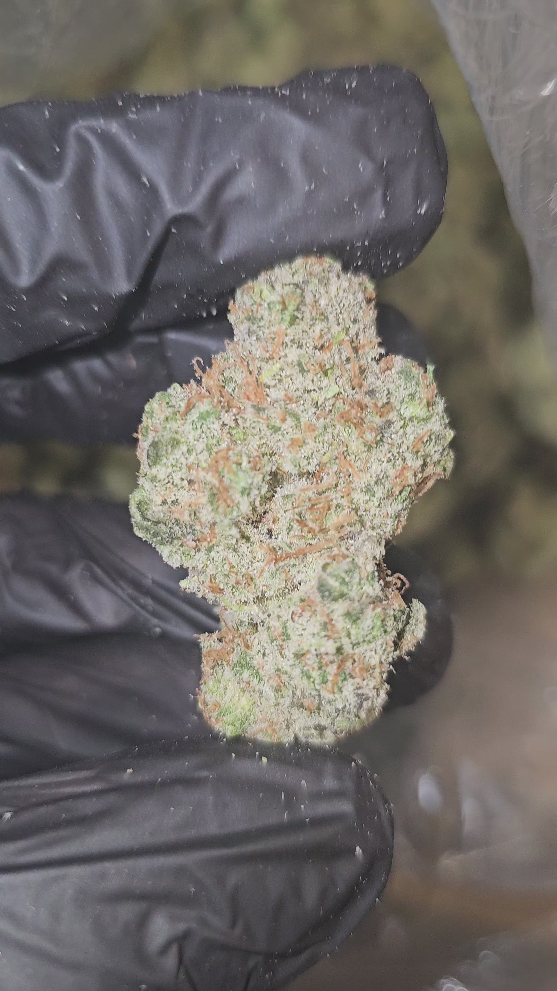 Load video: Strawberry Bear Claw | First Cut Exotics | Flower