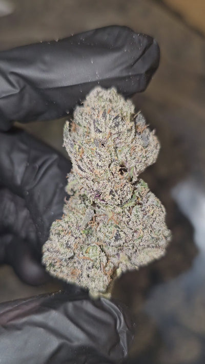 Lemon Cherry Face | First Cut Exotics | 32% | Flower