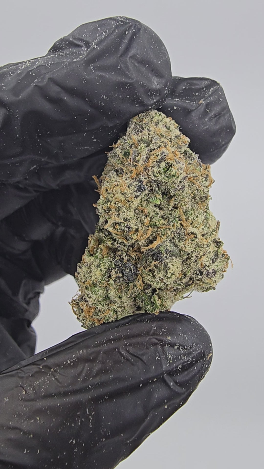 Load video: Watermelon Gelato | Boutique Tier | Flower