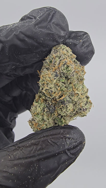 Watermelon Gelato | Boutique Tier | Flower