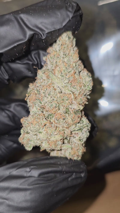 Orange Cream | Boutique Exotics Flower | 31%