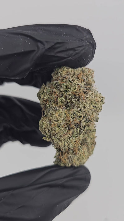 Alien Rock Candy | Boutique Exotics | Flower