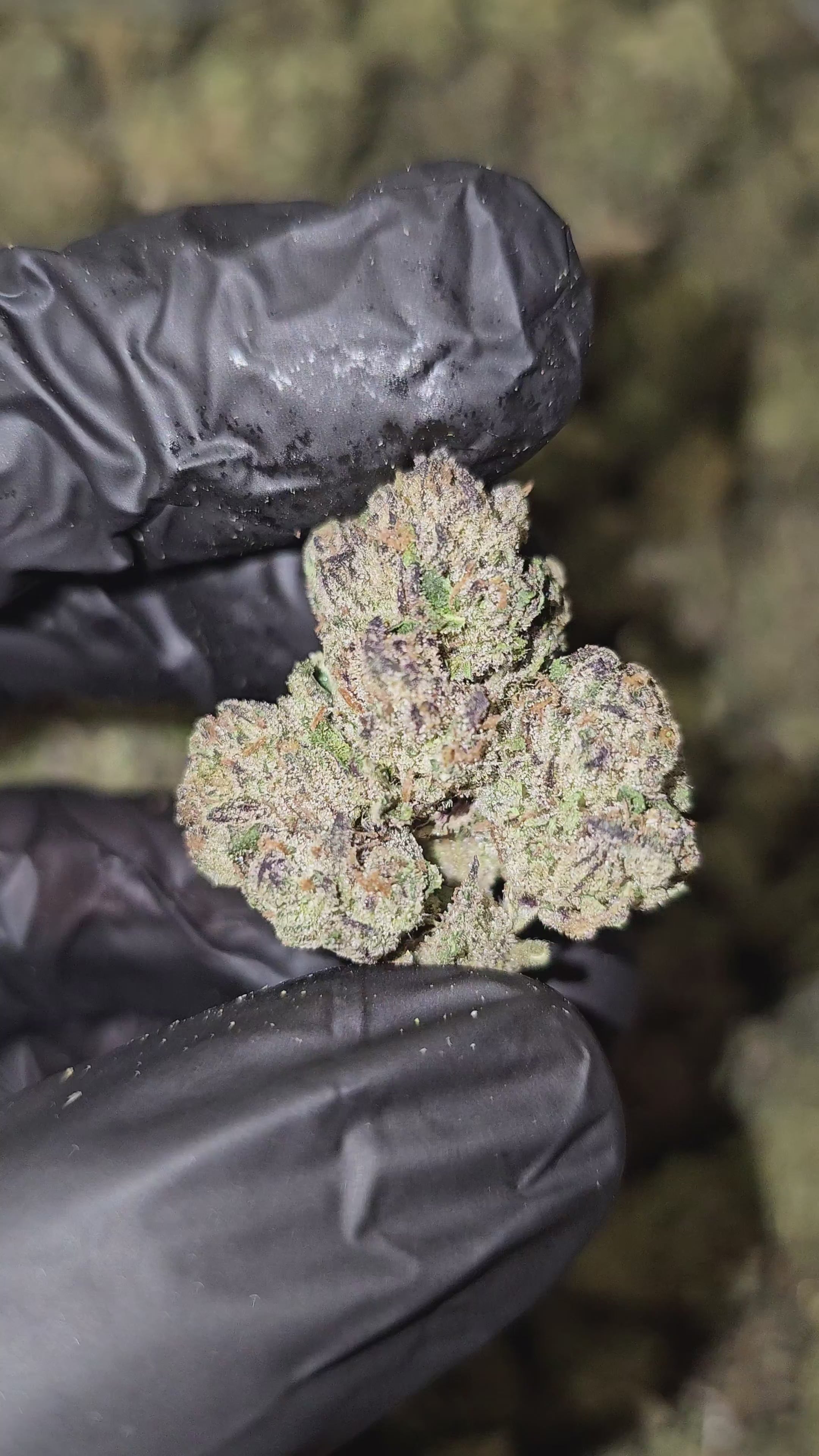 White Runtz | Top Shelf | Flower | On Sale