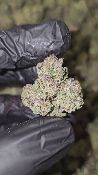 White Runtz | Top Shelf | Flower | On Sale