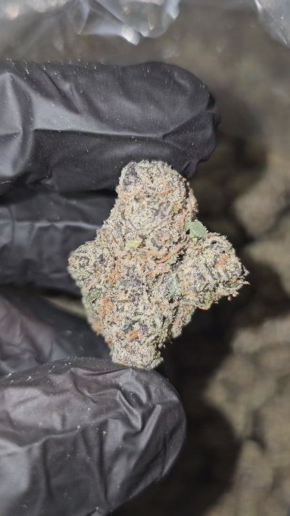 Mr. Nasty Candy | First Cut Exclusive | Flower | ON SALE