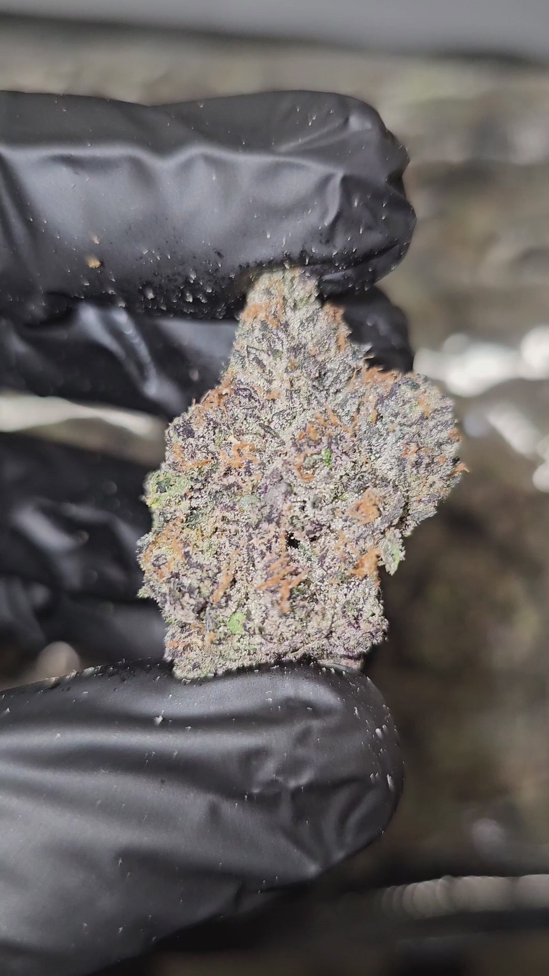 Zorro | First Cut Exotics | Flower