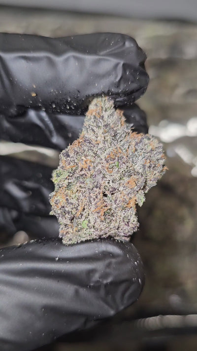 Zorro | First Cut Exotics | Flower