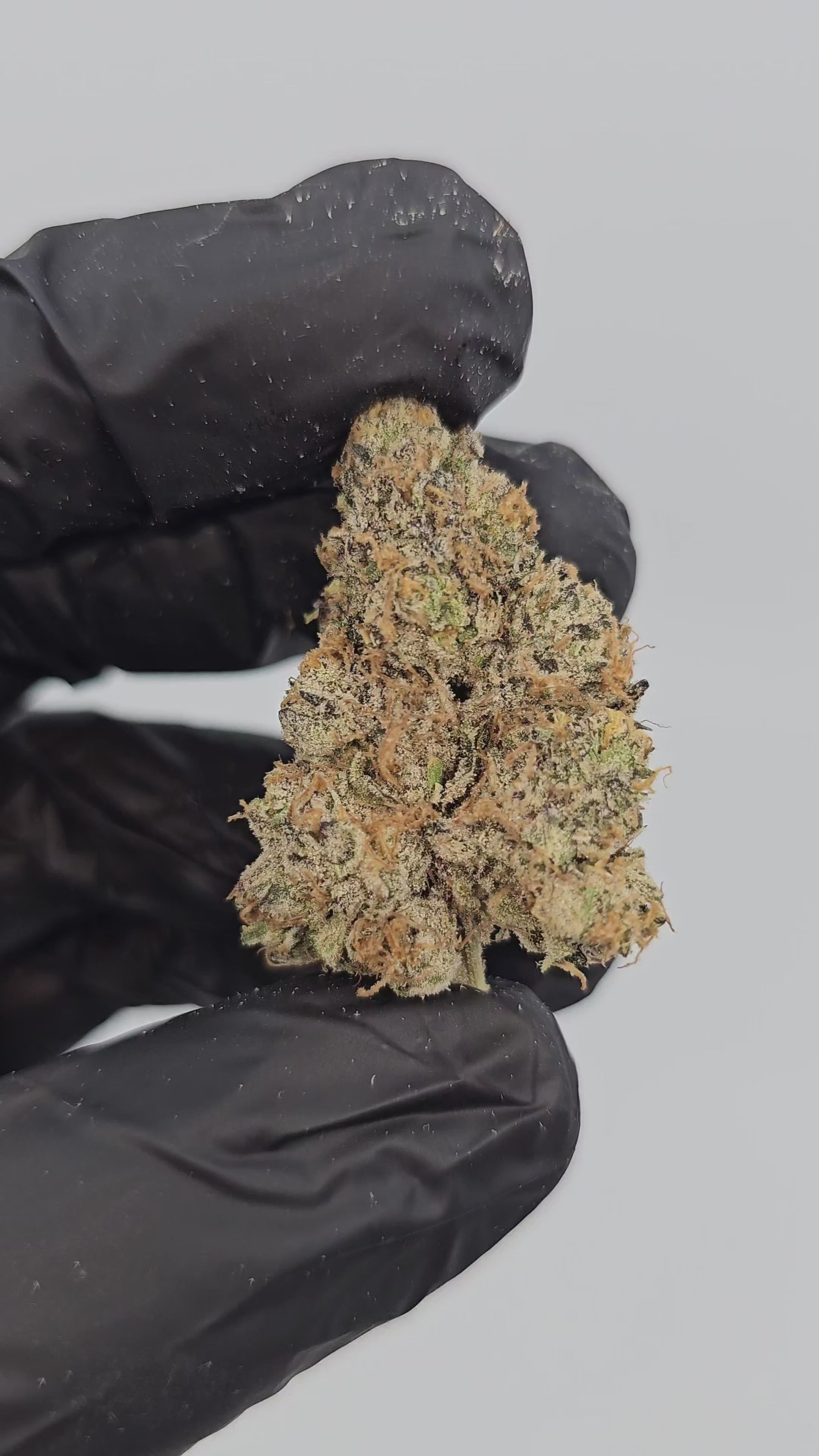 Trufflez | First Cut Exotics | Flower