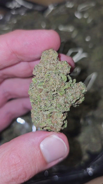Orange Sunrise | Top Shelf Flower | On Sale