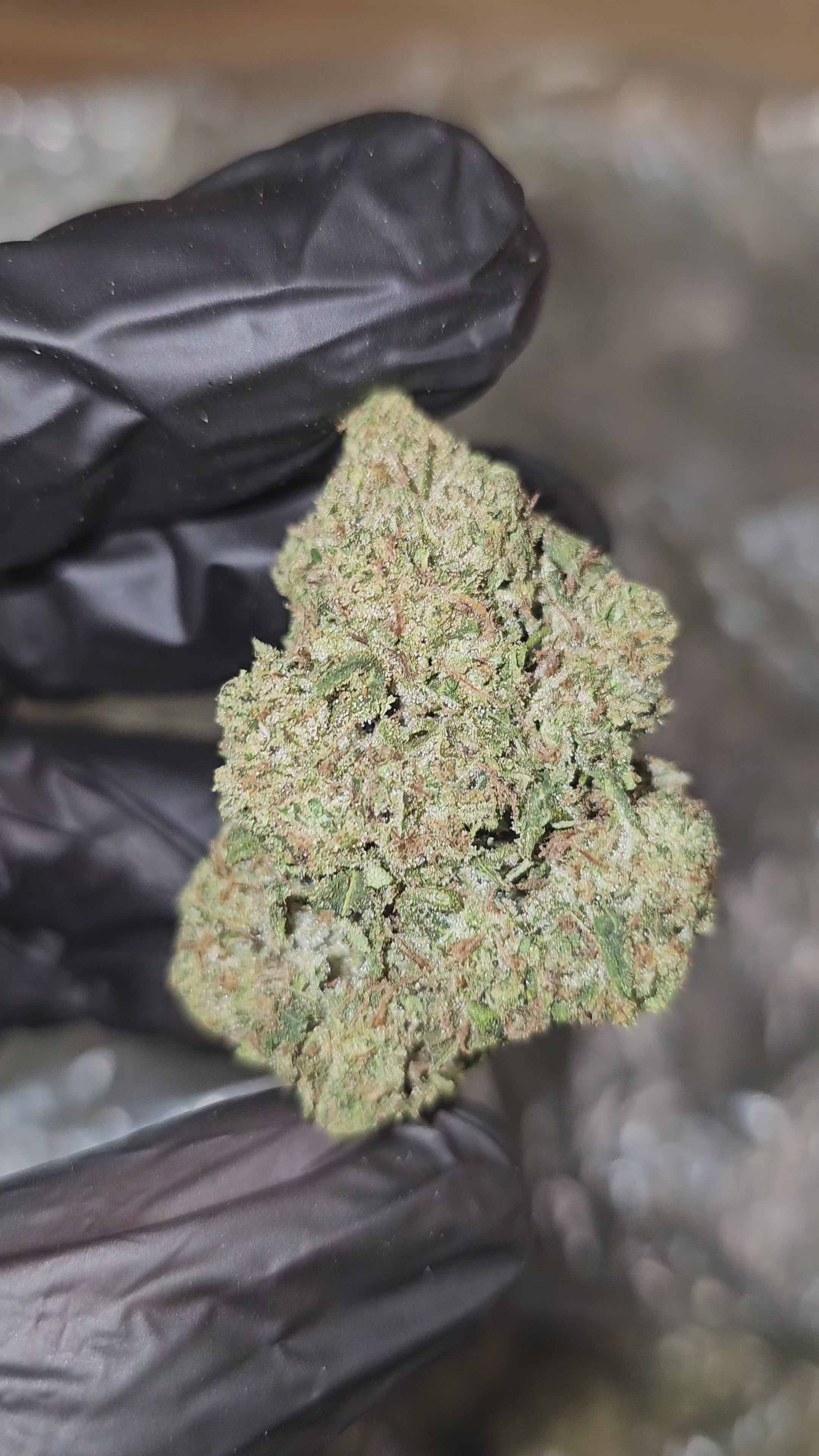 Load video: Pipe Dream | Top Shelf | Flower | ON SALE