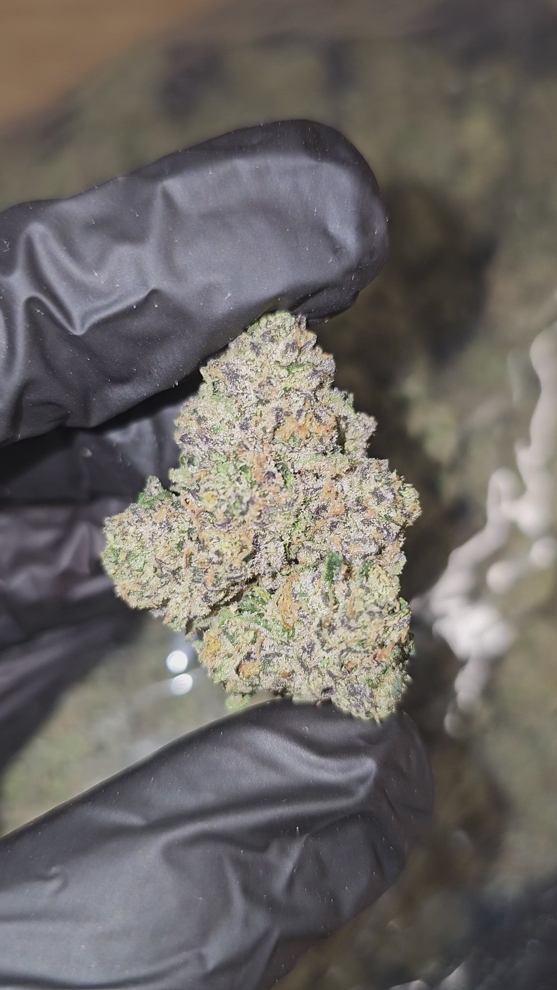 Load video: Super Sour Sherb | First Cut Exotics | Flower