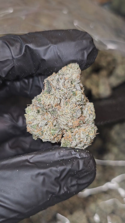 Gobstoppers | Boutique Exotics | Flower