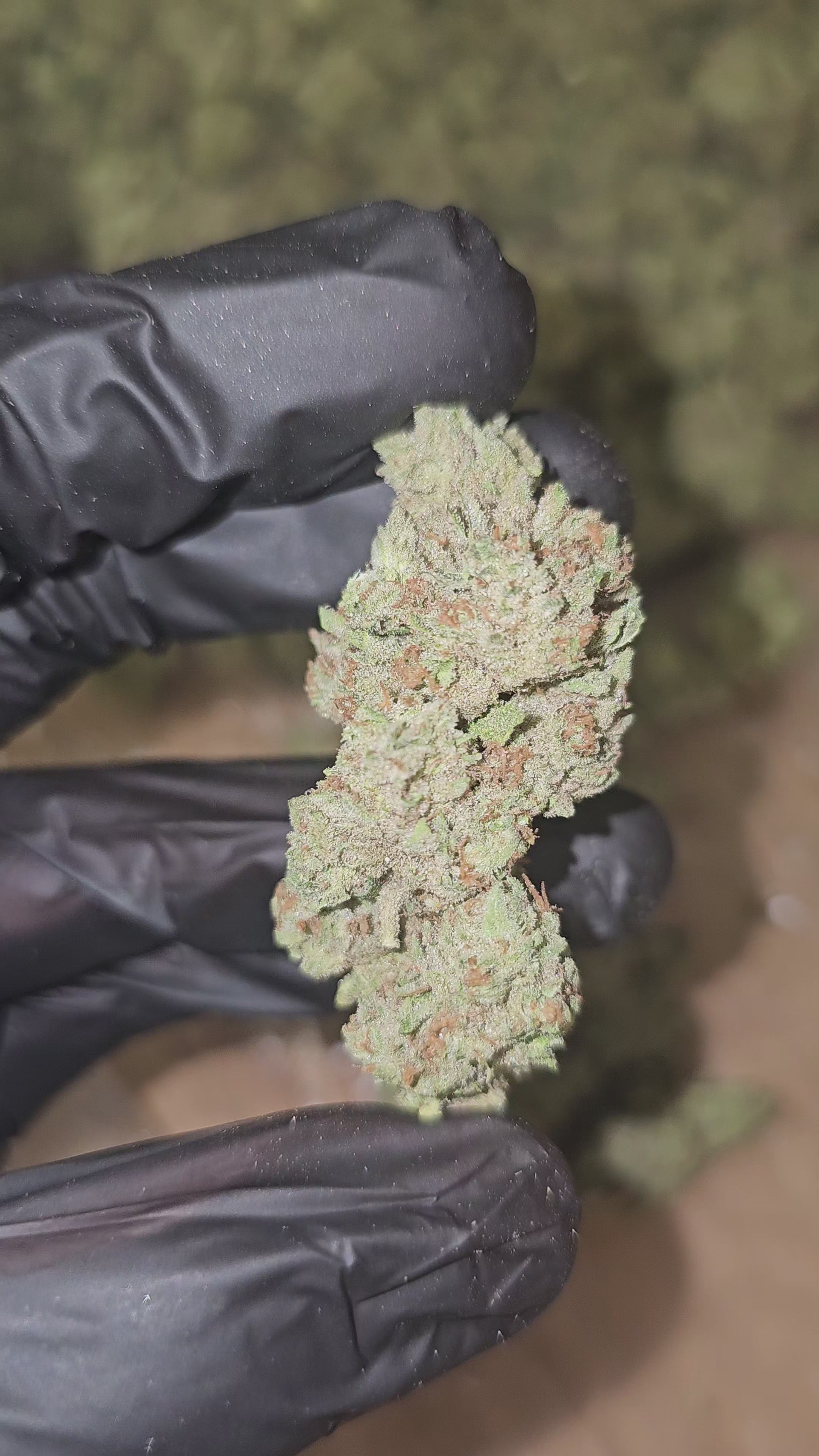 Orange Cream Pop | Top Shelf | 31% | Flower