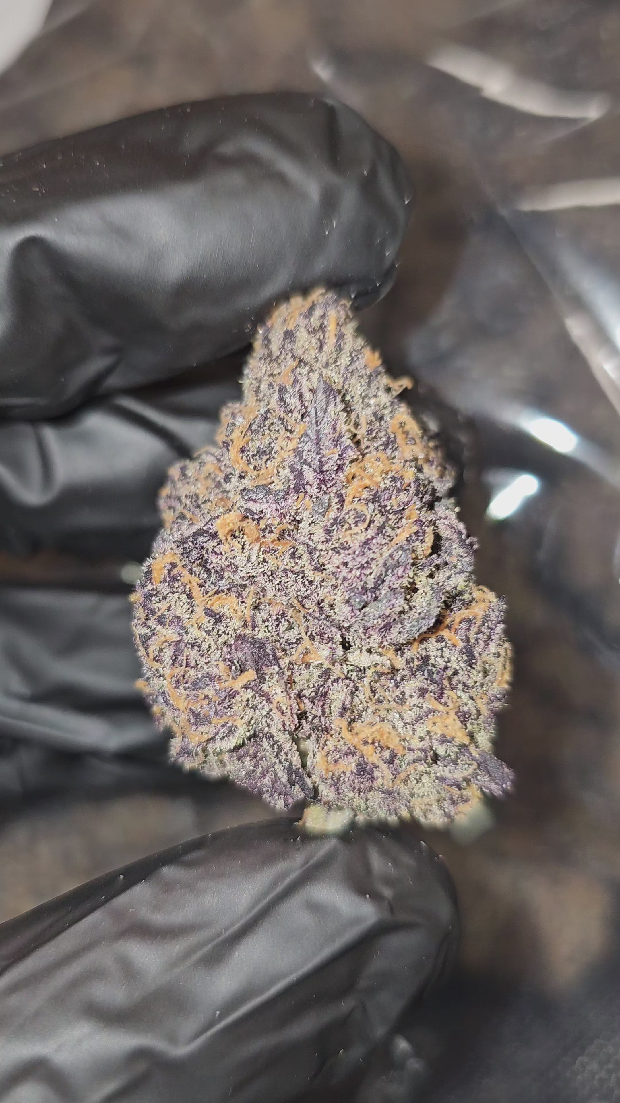 Rhino Pussy | First Cut Exotics | Flower | 29.88%