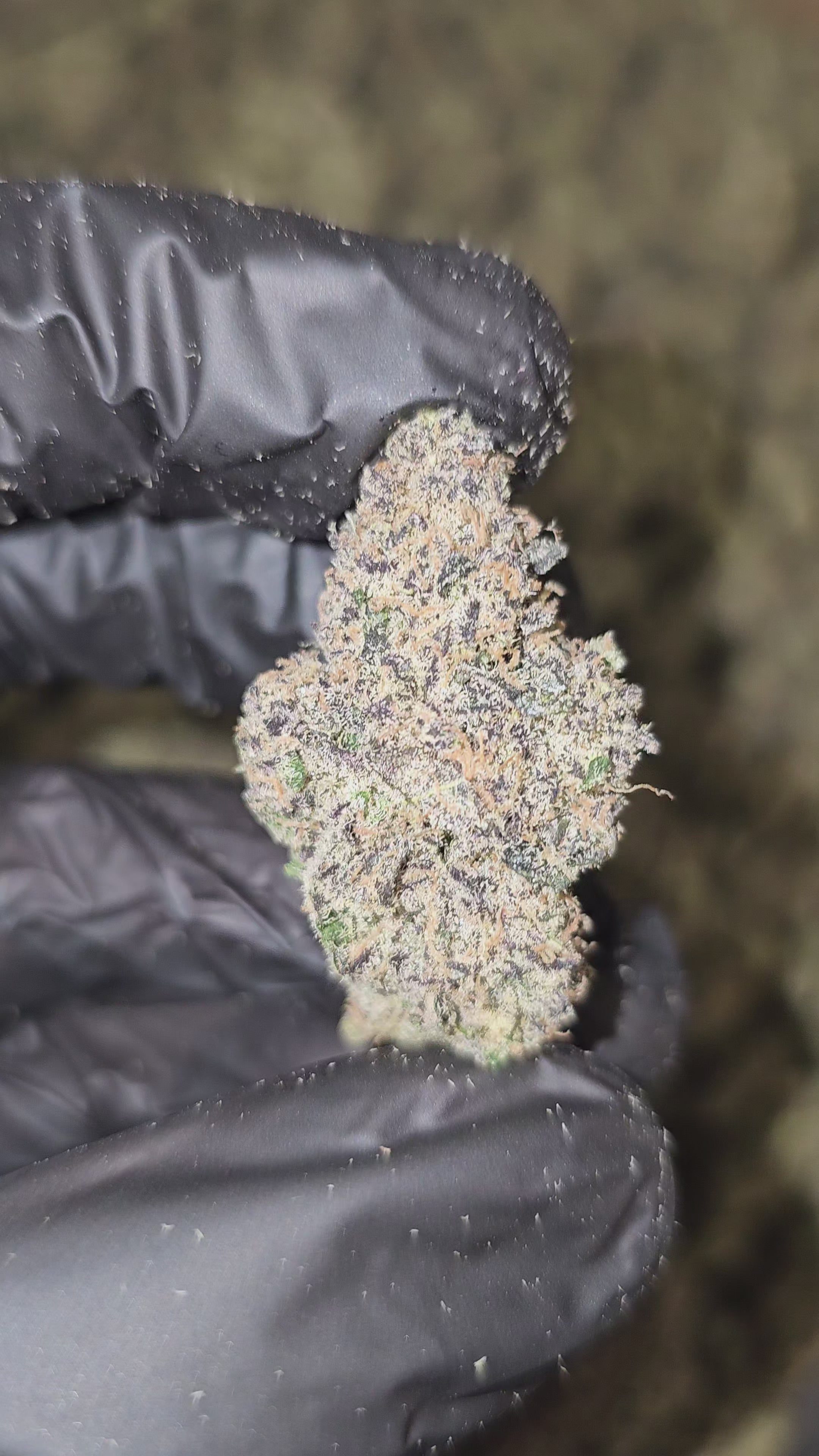 Blueberry Soda | First Cut Exotics | Flower