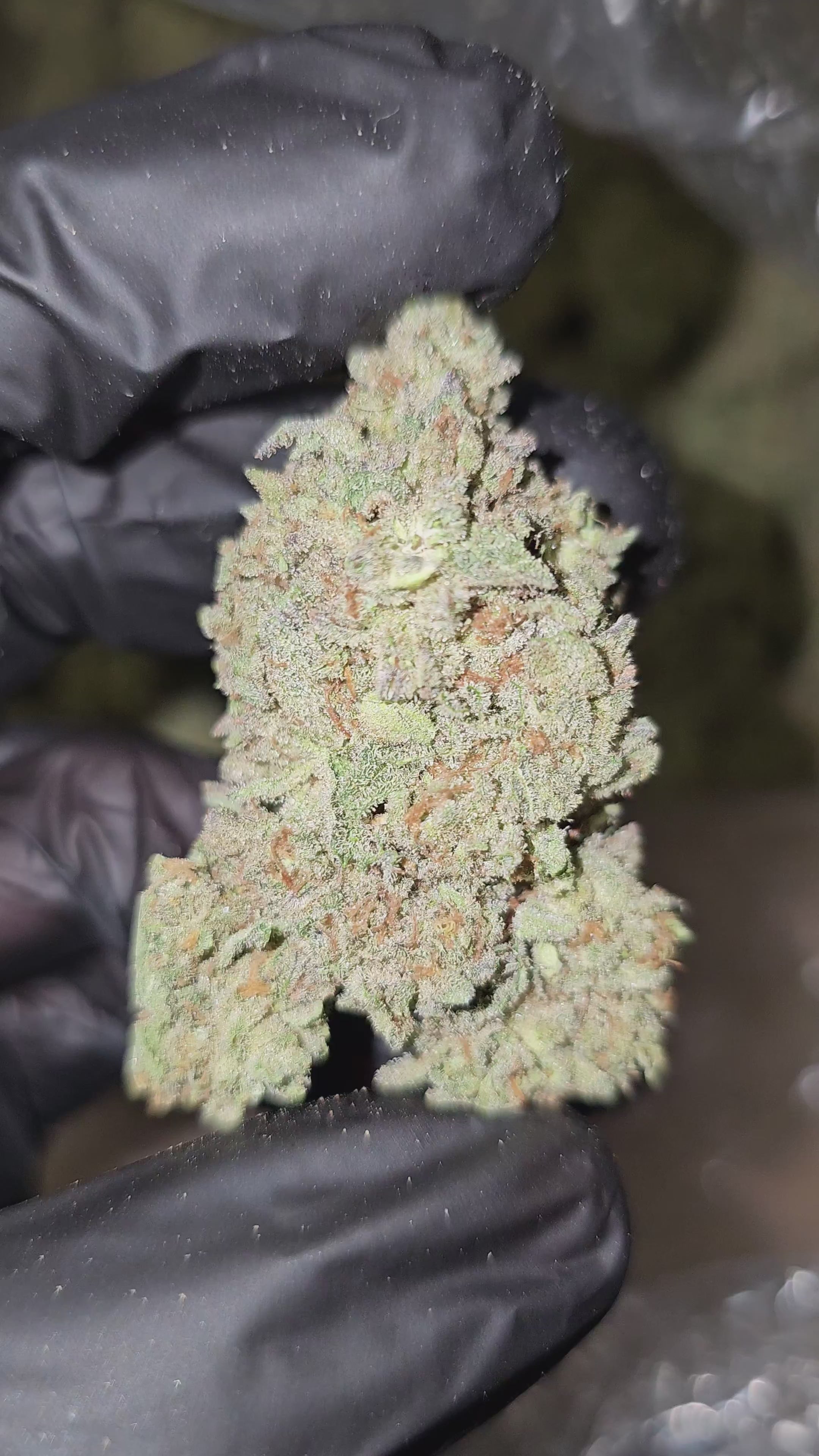 Frosted Donut | Top Shelf | 33% | Flower