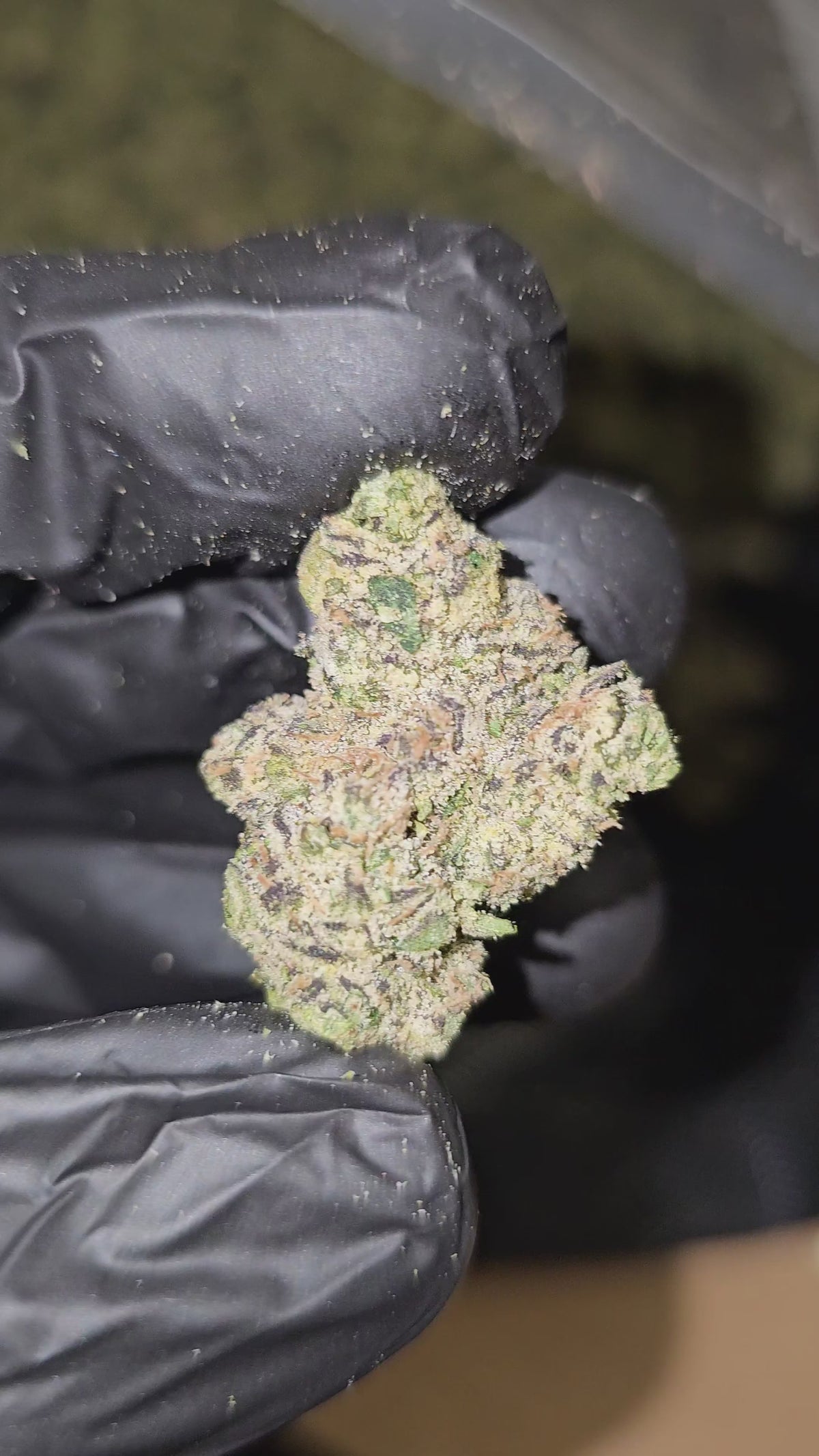 Load video: Bolo Runtz | Boutique Exotics Flower | 37%