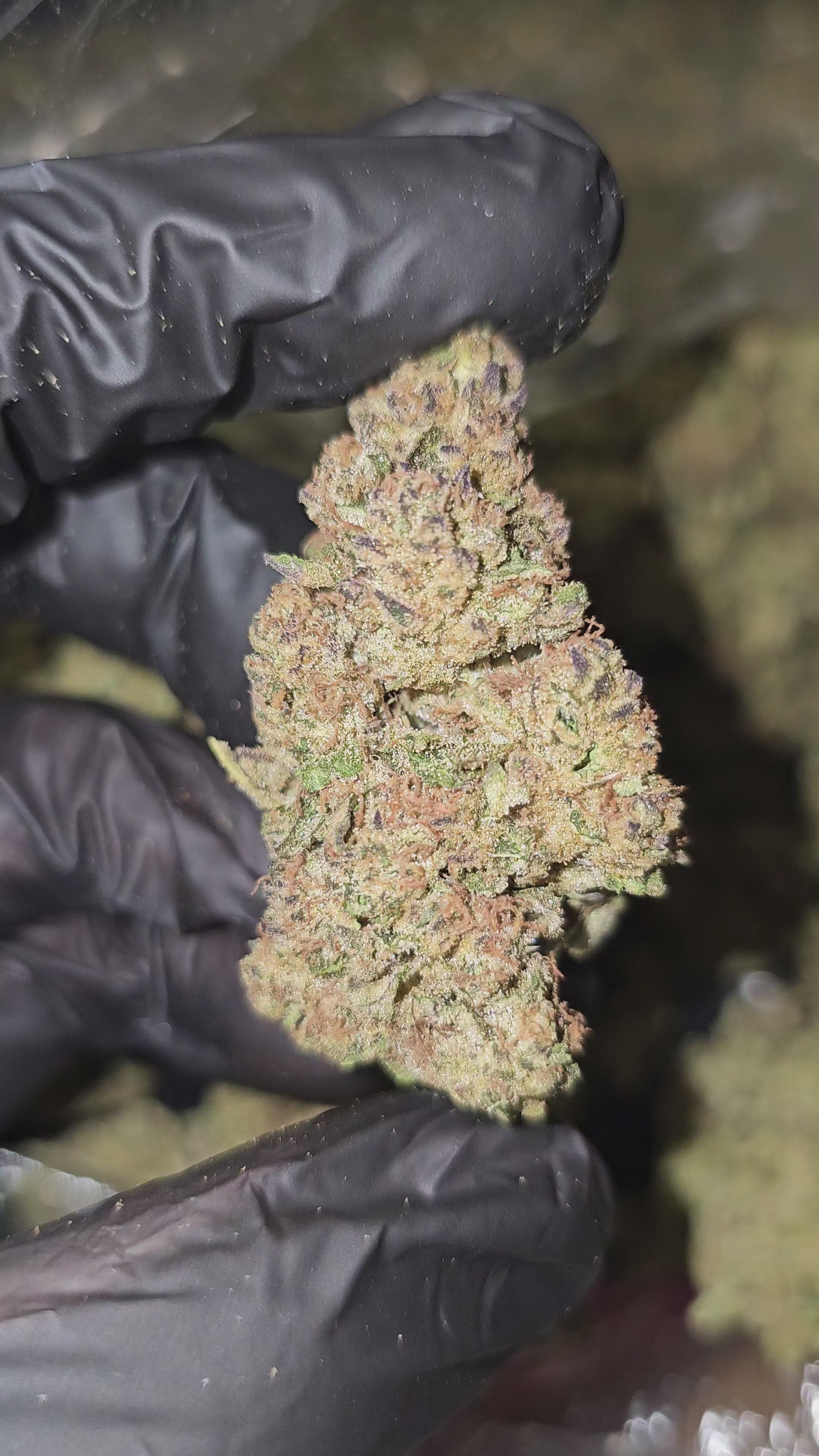 Zeus OG | Top Shelf | Flower
