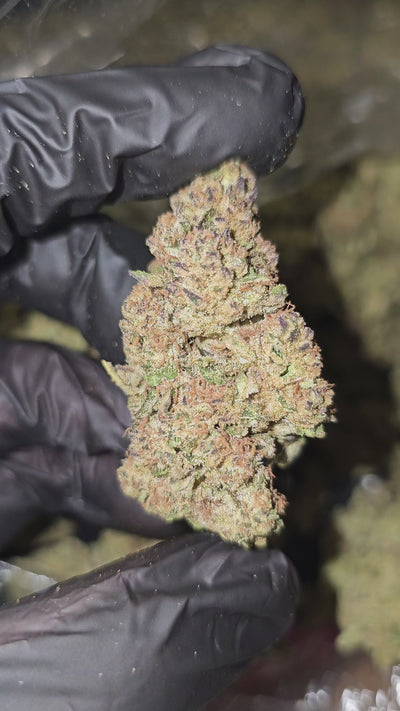 Zeus OG | Top Shelf | Flower