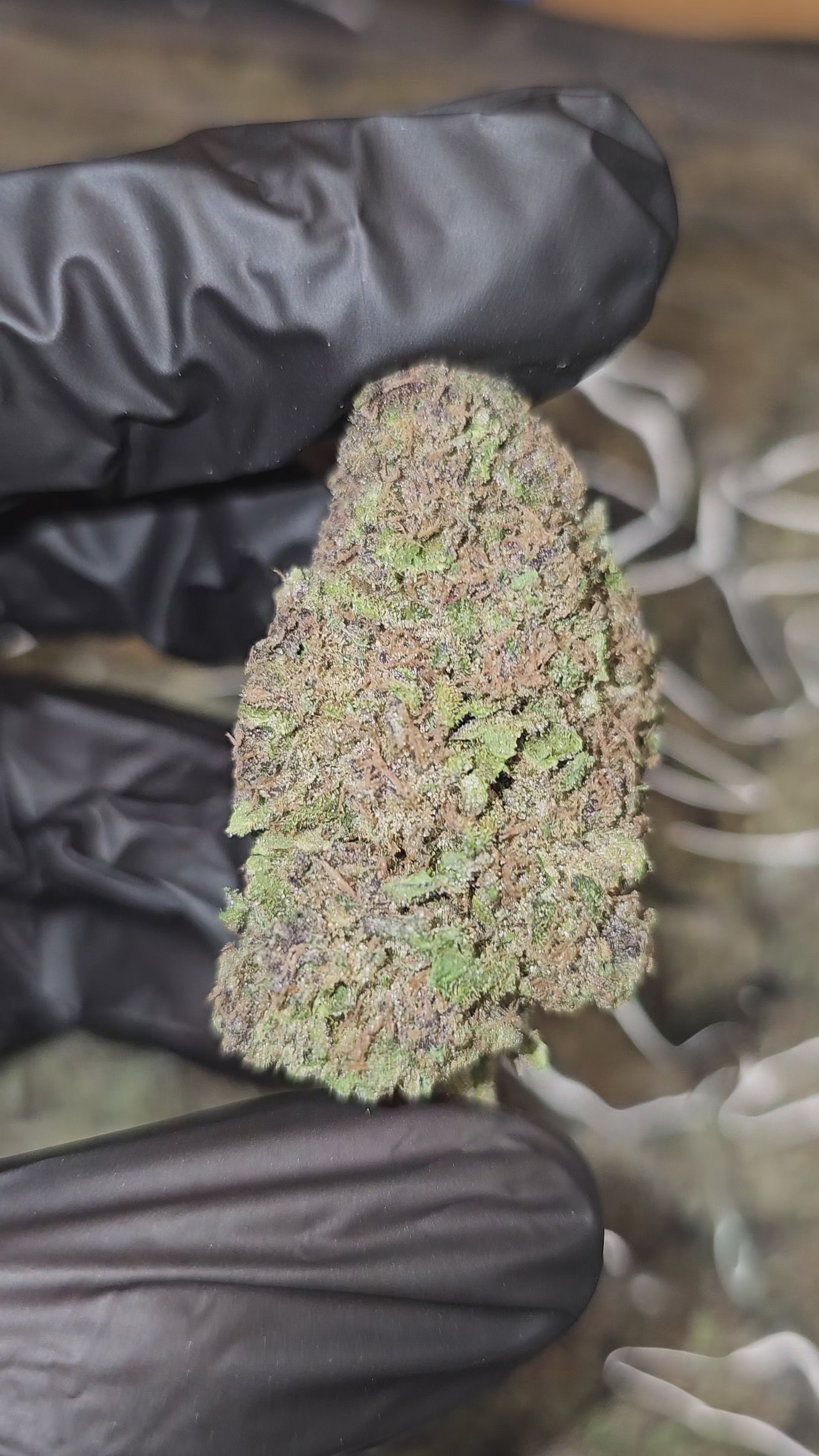 Trop Cherry x Sour Diesel | Top Shelf | Flower | ON SALE