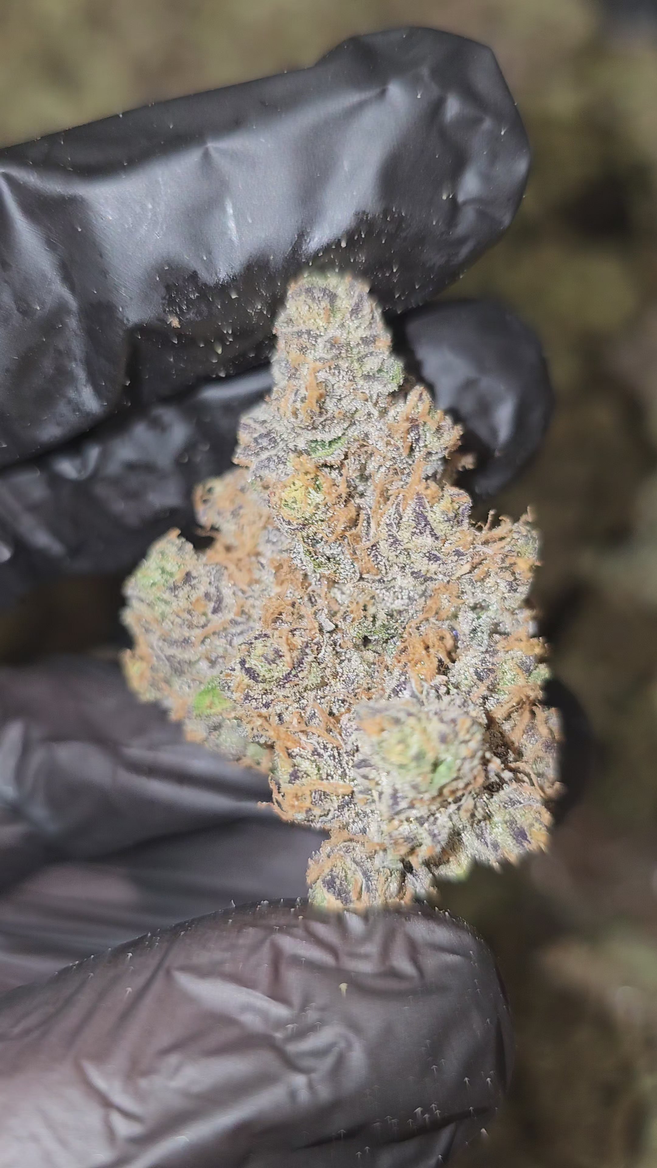 Load video: LA Cookies | First Cut Exotics | Flower