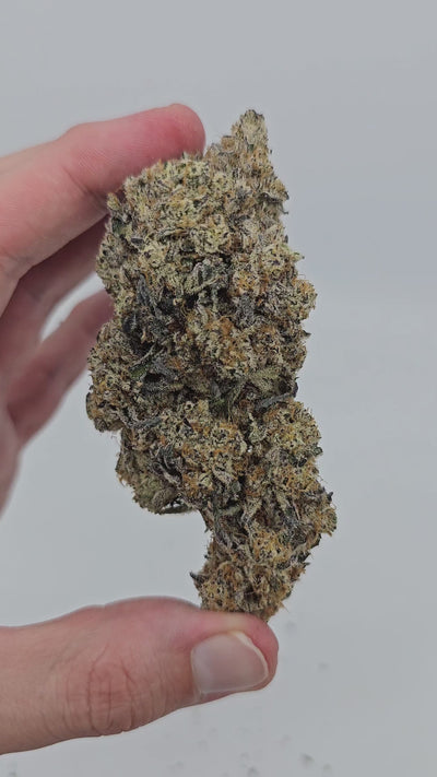 Money Maker | First Cut Exotics | 34% Flower | On Sale