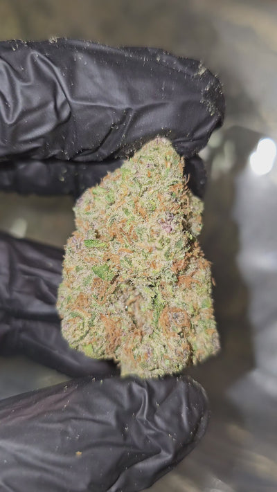 LA Pop Rocks | Top Shelf | Flower